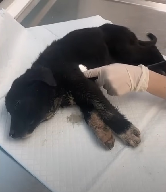 A Puppy’s Silent Suffering on a Landfill, Waiting to Join His Lost Family