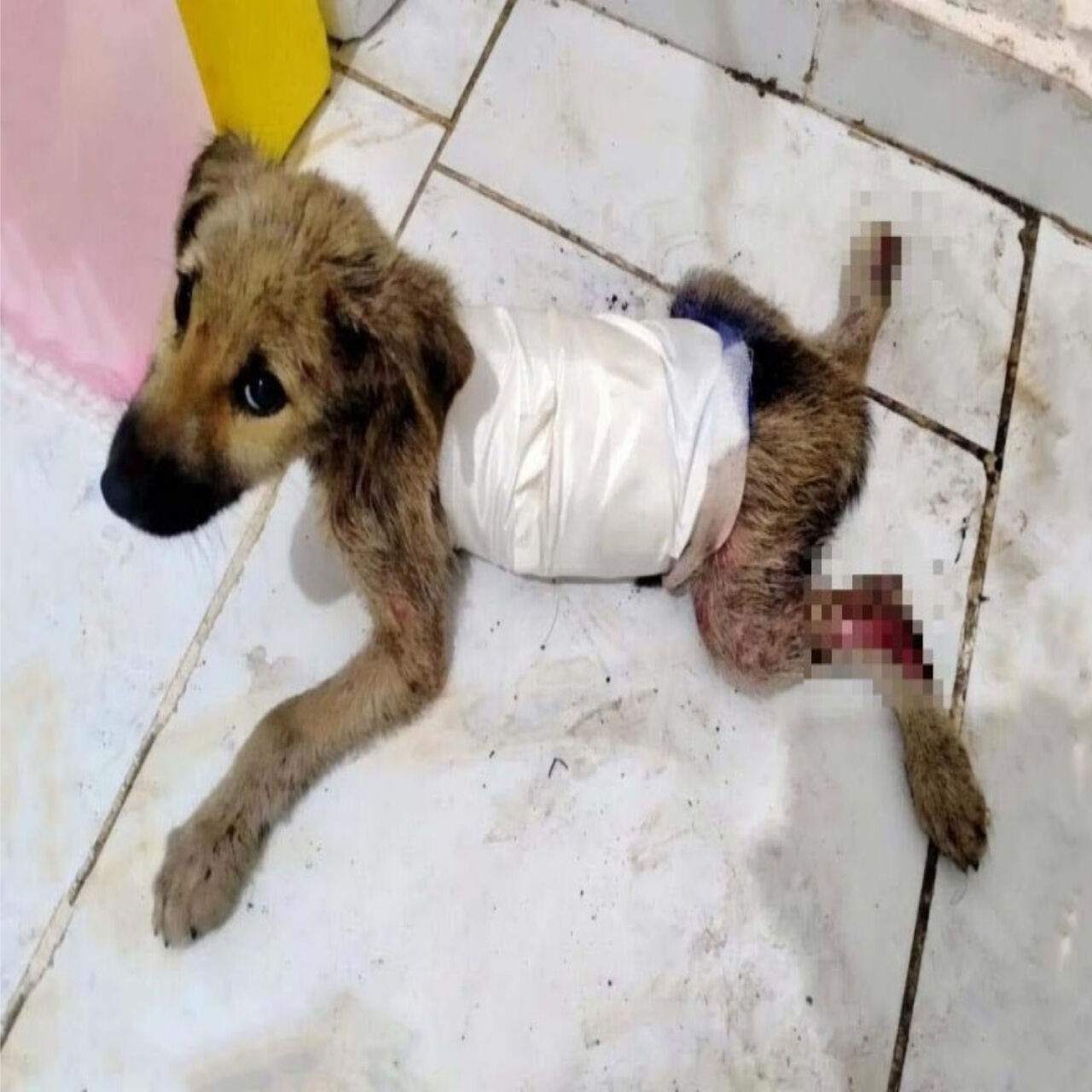 Rescued Pup Merve Defies Odds: A Heartwarming Journey from Injury to Recovery