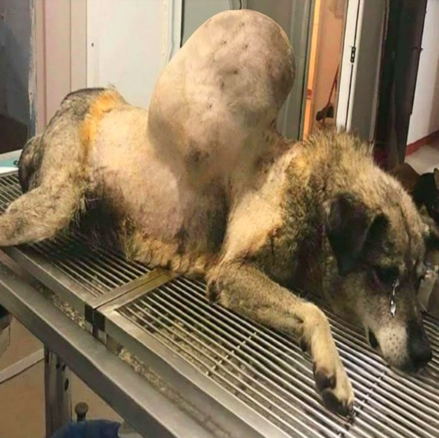 From Despair to Hope: Neglected Dog Overcomes Enormous Tumor and Finds Love