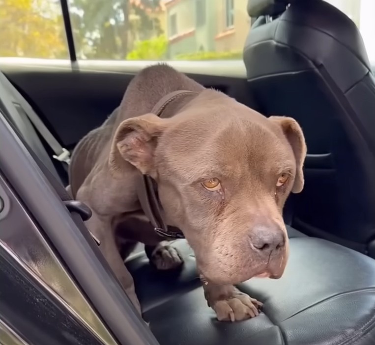 Her Frail Body Shook with Hunger, Yet Rosie’s Eyes Held a Fierce Will to Live