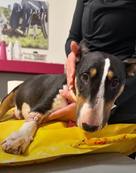 A Pregnant Dog Chained to a Fence, Abandoned, Finds Love in Her Darkest Hour