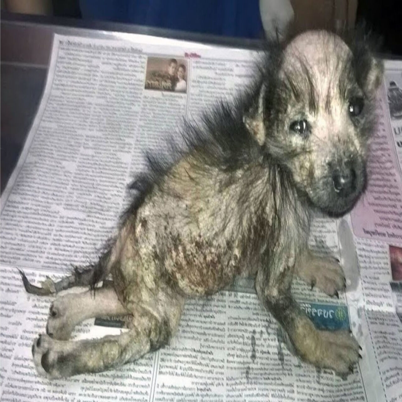 Miracle Puppy Ava Triumphs Over Severe Health Challenges to Begin Anew