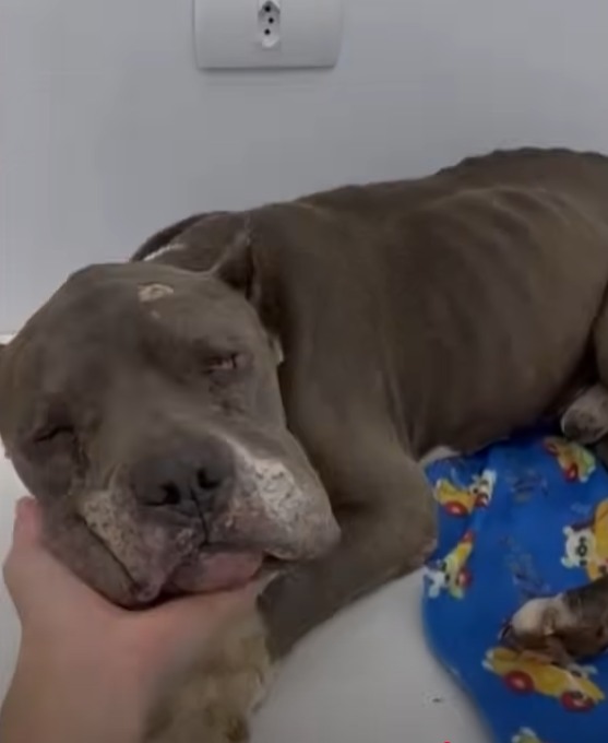 A Blind Pitbull’s Last Stand in a Lonely Pipe Under a Hill