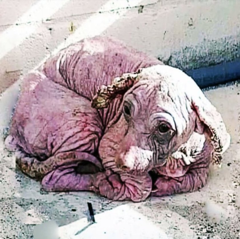 Abandoned and Freezing, Dobby the Pup Fights for His Life and Finds Love