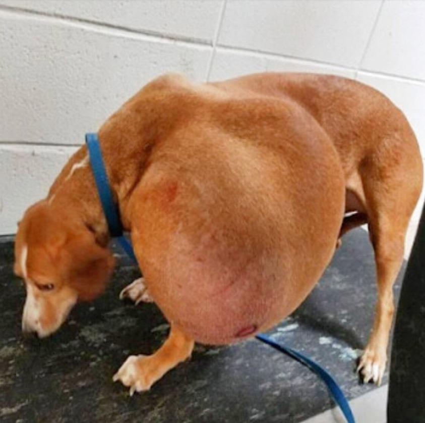 Rescued Alphonzo: Inspiring Journey from the Woods to Recovery and Love