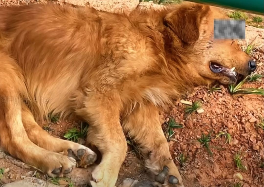 A Golden Heart Still Beats: The Quiet Courage of a Dog Named Goldie