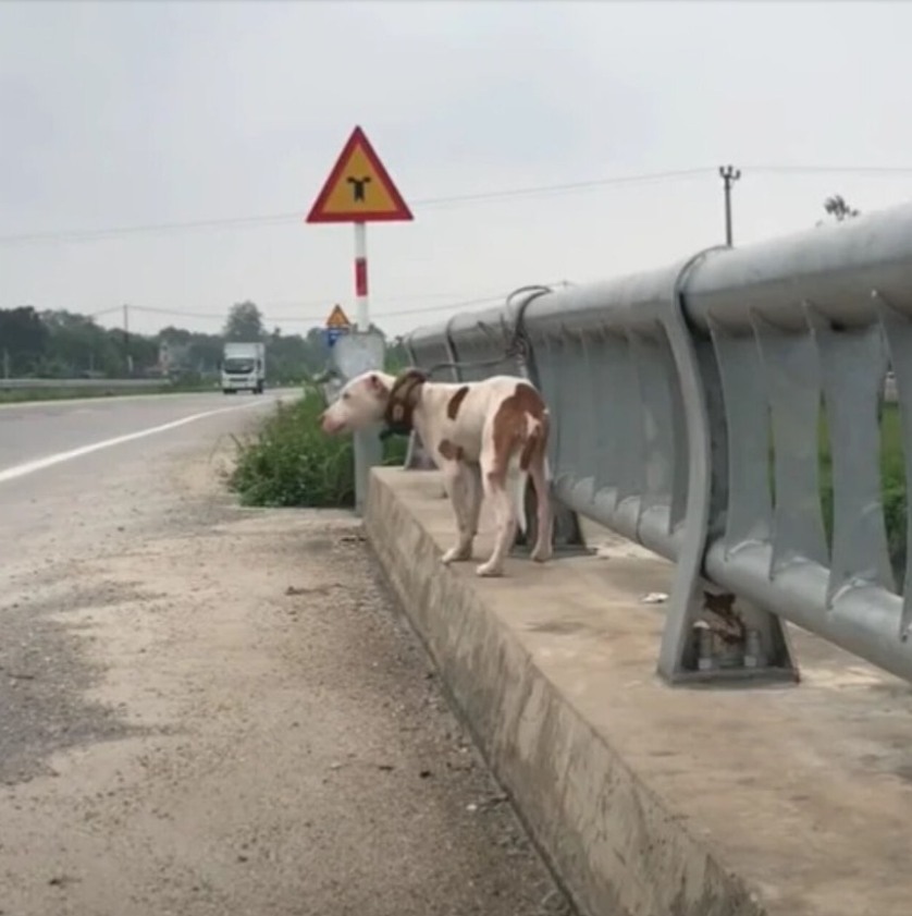 Heartwarming Dog Rescue Story Highlights Need for Responsible Pet Ownership