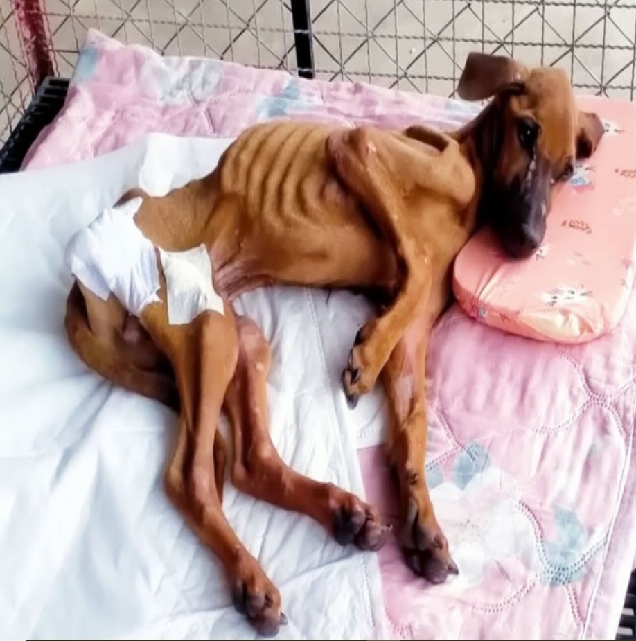 Resilient Dog Overcomes Neglect and Thrives, Inspiring Change in Animal Welfare