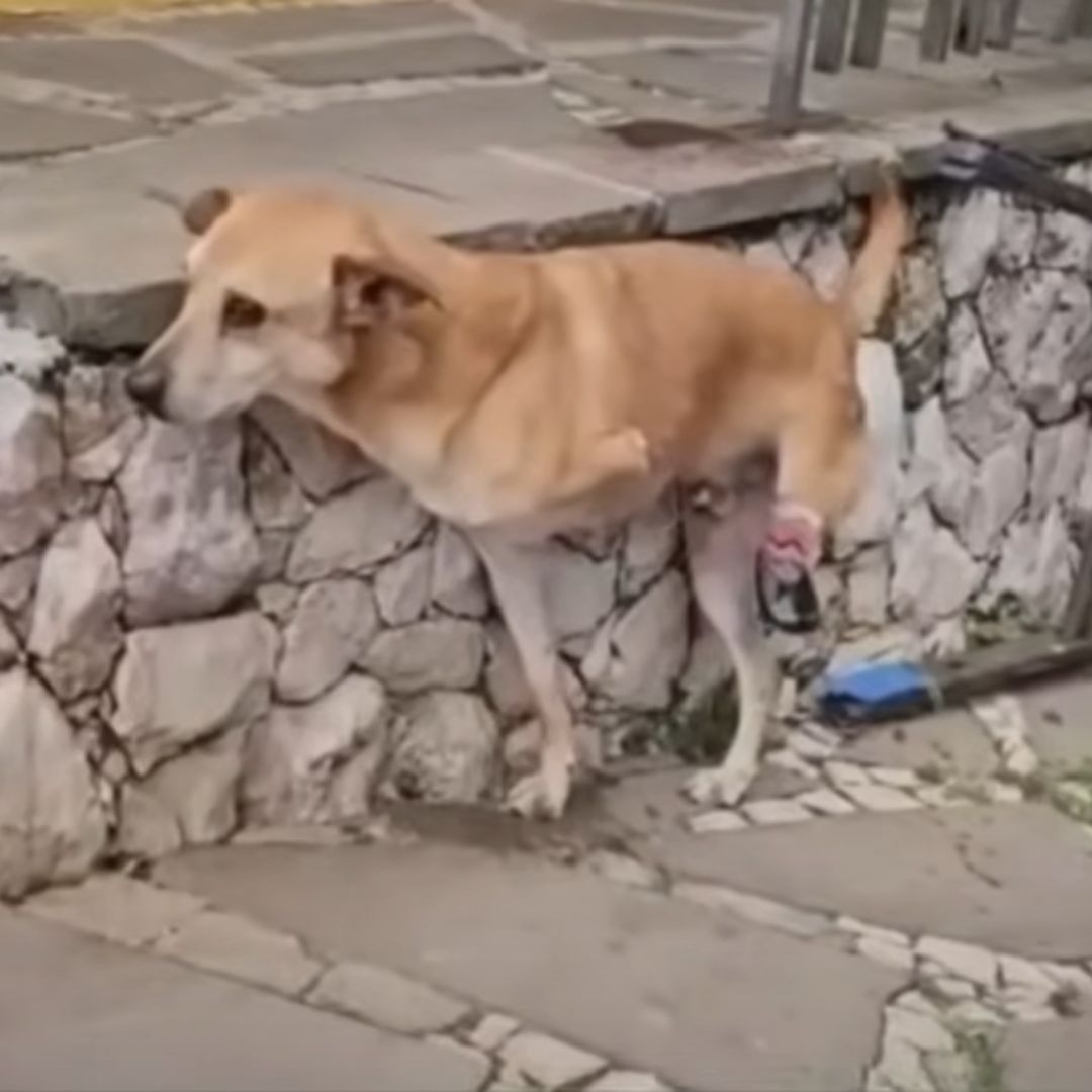 He Lay Trembling by the Tracks, Yet His Eyes Still Searched for Someone to Save Him