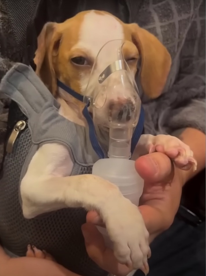 A Puppy’s Quiet Triumph: A Story of Loyalty and Healing