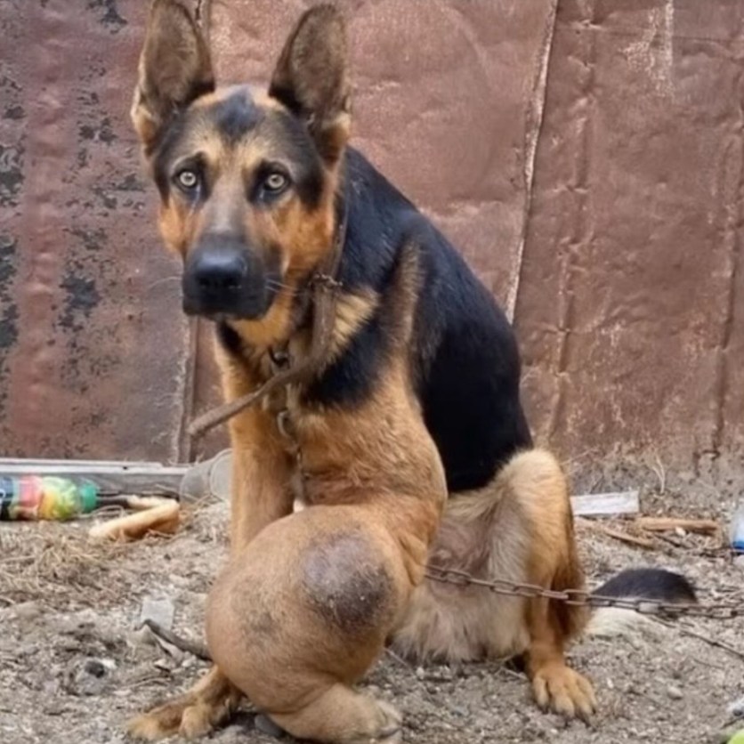 “Rescue Triumph: Elderly Dog Jordan Overcomes Neglect and Cancer with Life-Saving Amputation”