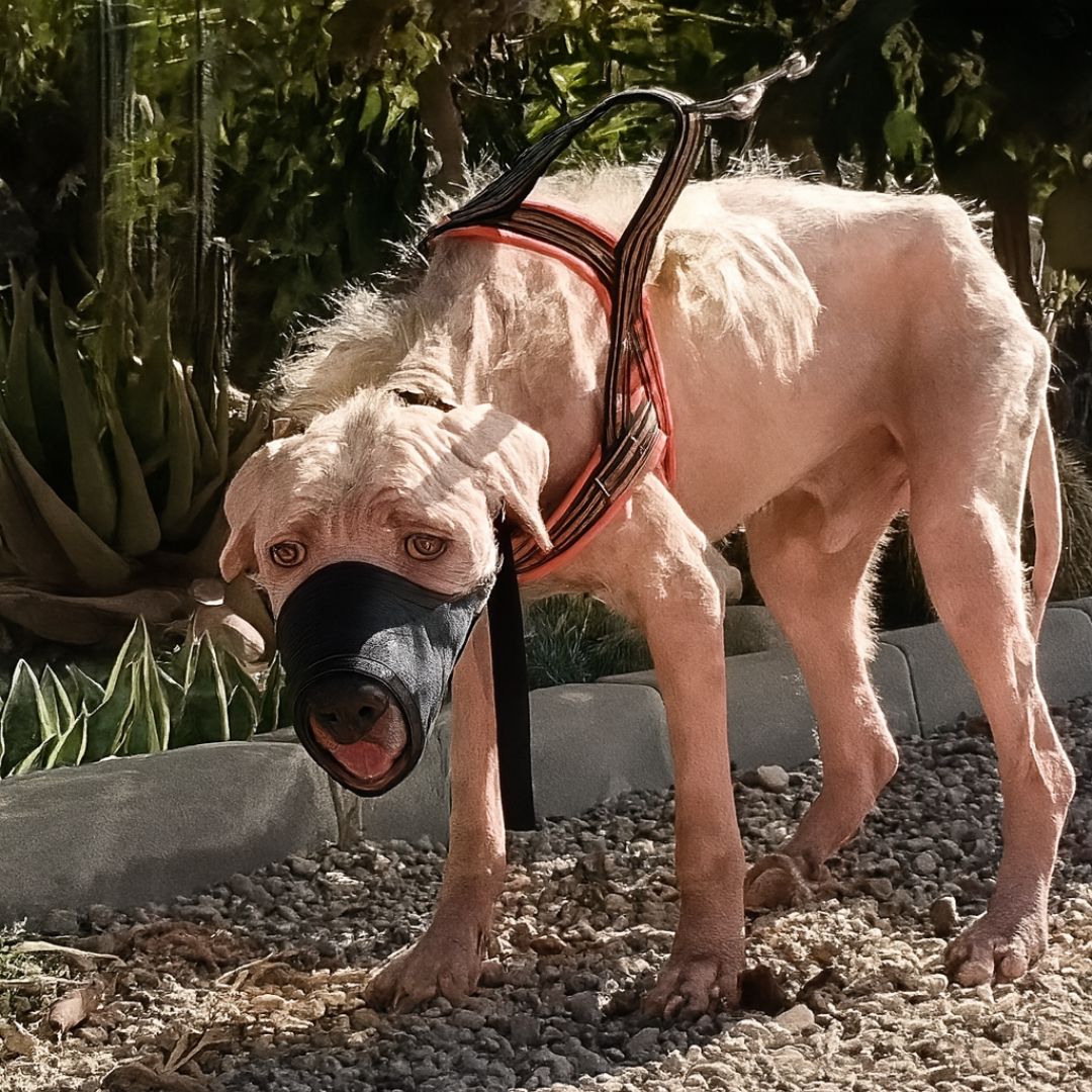 He Lay by the Road, Trembling, Waiting for Someone to See Him