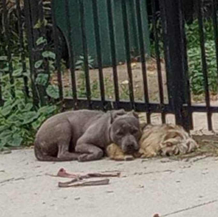 Willow’s Inspiring Journey: From Tragic Beginnings to Joyful Revival Through Love and Resilience