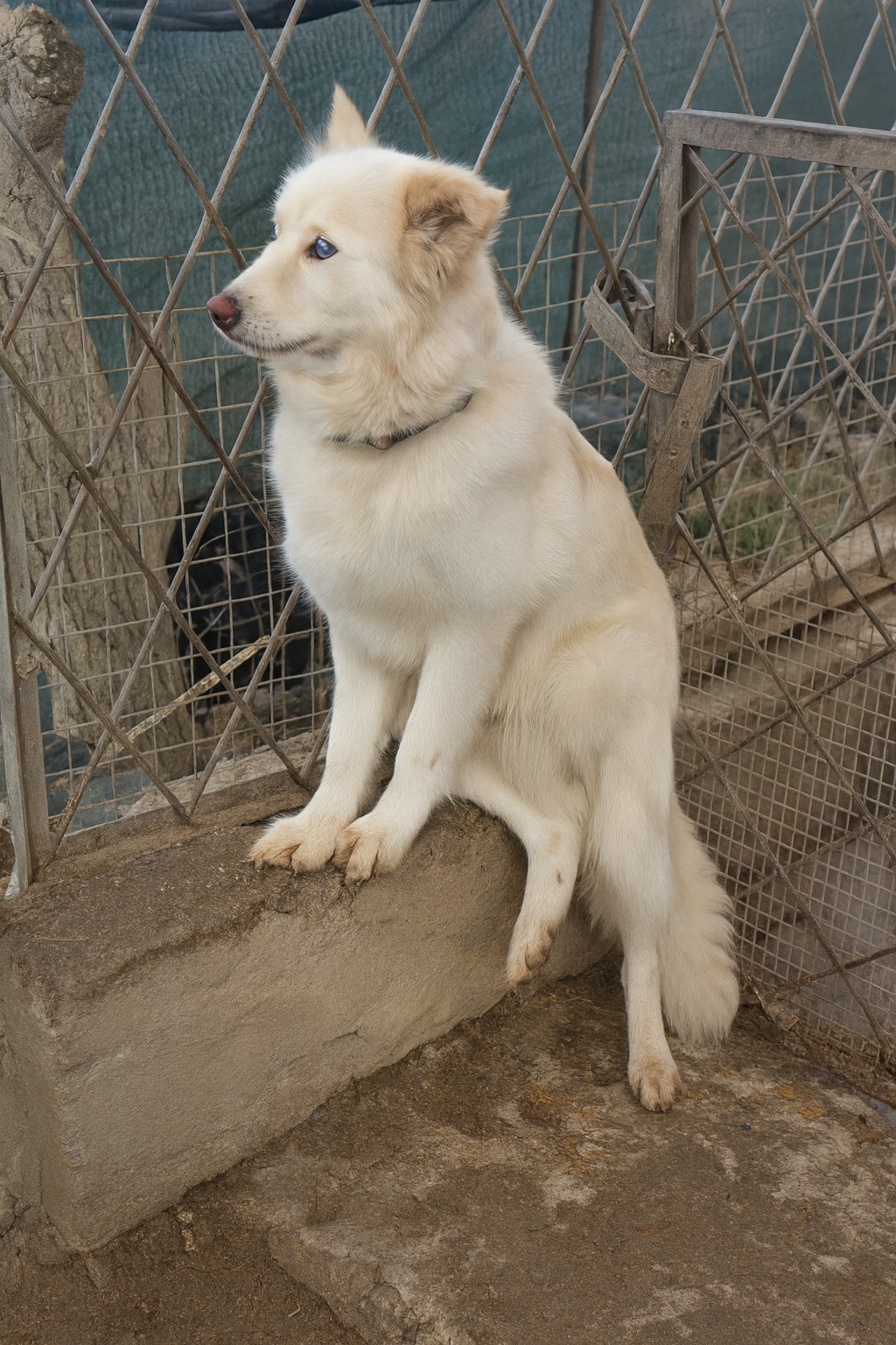 A Puppy’s Quiet Fight: Kizyl’s Journey from Shadows to Light