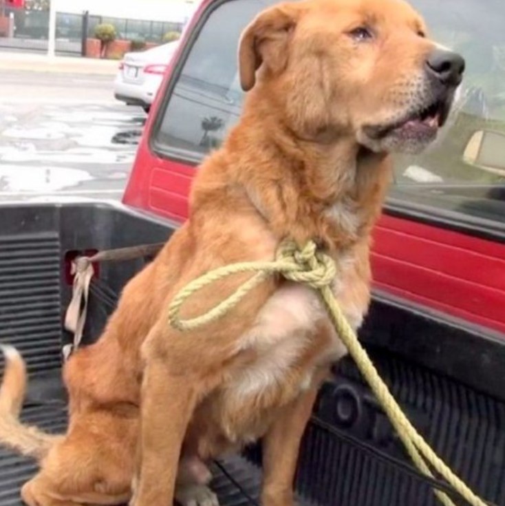 Sᴇɴɪᴏʀ Dog Aʙᴀɴᴅᴏɴᴇᴅ By His Family Was Found Begging For Food On Street