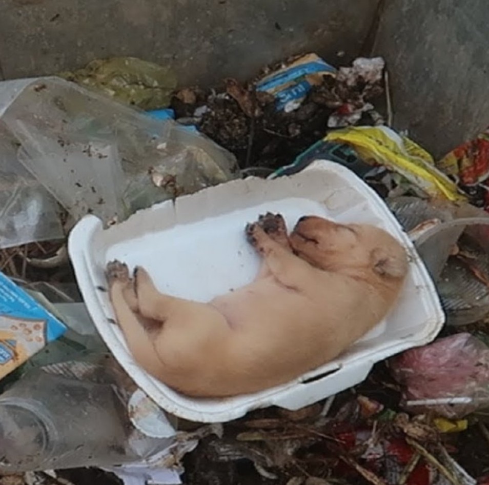 Man Goes To Throw Away Gum And Finds Someone Fuzzy Buried In Trash