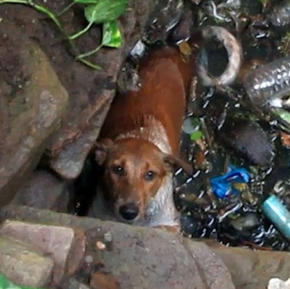 Heartfelt Rescues: Saving India’s Wildlife from Human Habitats’ Hidden Dangers