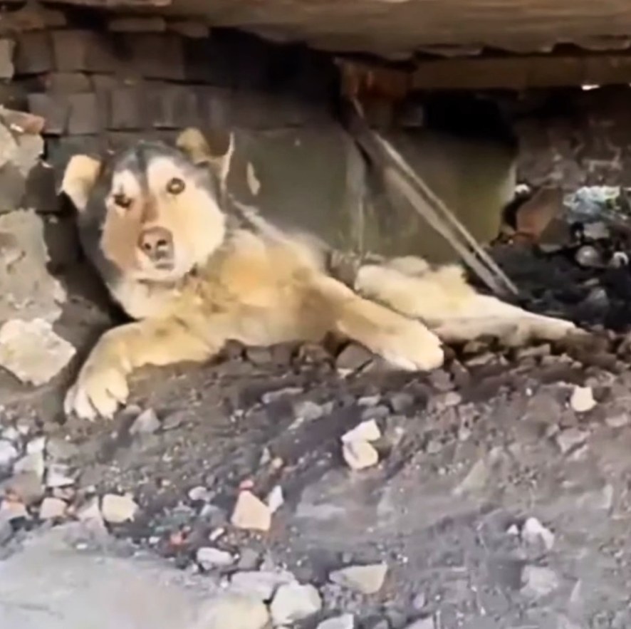 From Despair to Mobility: Rescued Husky Vova Triumphs Against Adversity with New Wheels