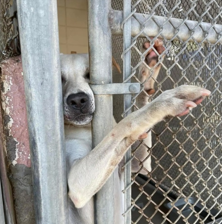 Shelter Dog Extends Paw Through Kennel Bars, Longing for Love and a Home