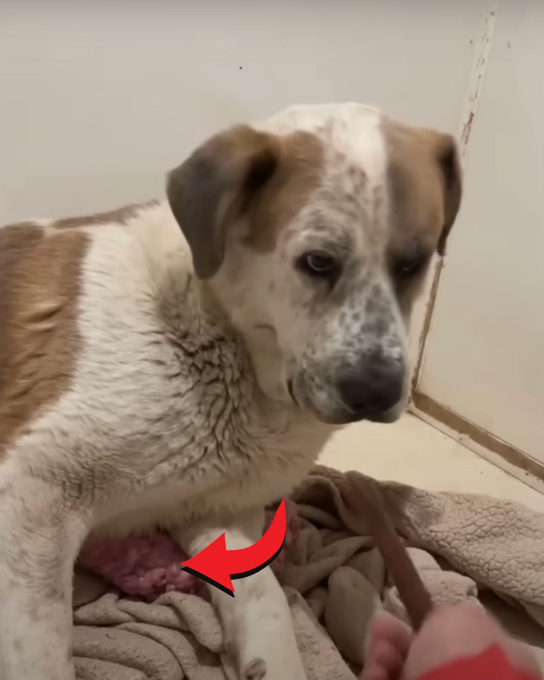 He waited by the gate each dawn, ears perked for a voice long gone