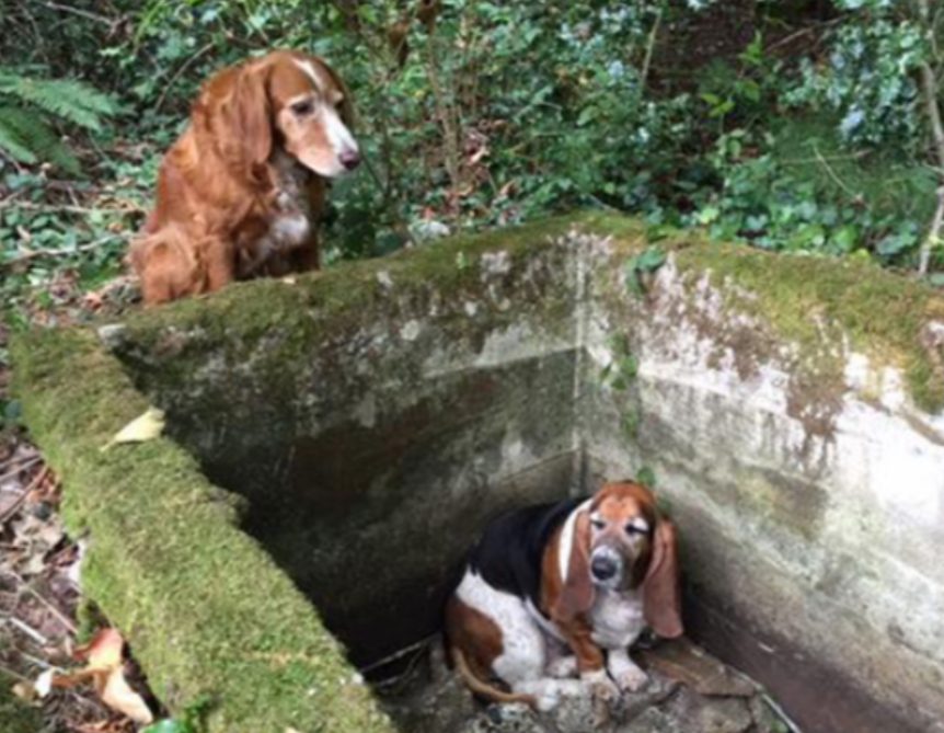 Dog Spends A Week Gᴜᴀʀᴅɪɴɢ Her Tʀᴀᴘᴘᴇᴅ Best Friend Until Help Arrives