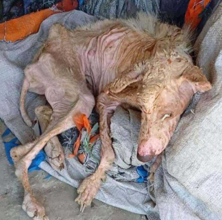 From Neglect to Hope: Rudy’s Inspiring Journey of Healing and Resilience