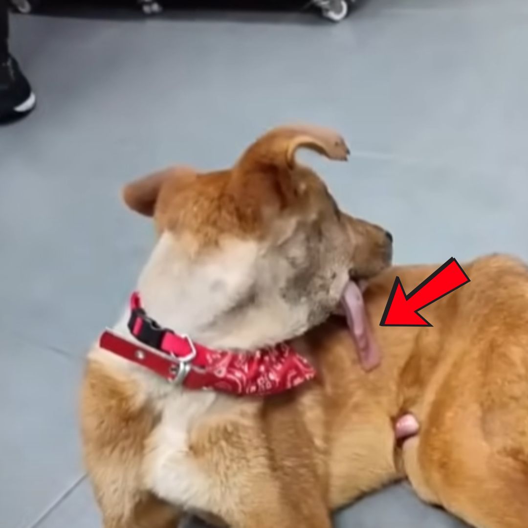 A Dog Named Miracle: A Quiet Tale of Healing and Hope