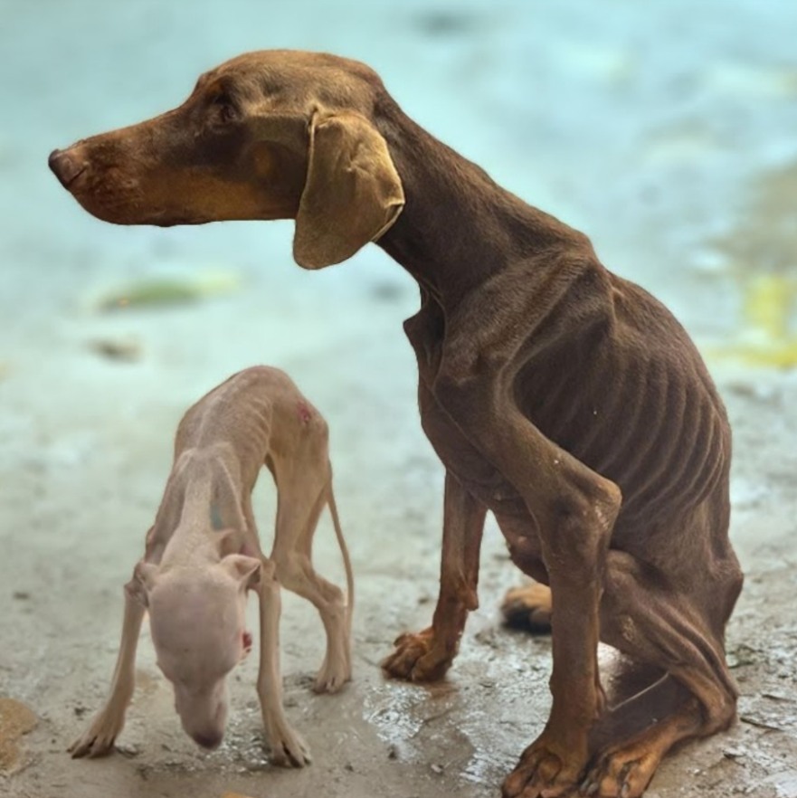 They were Locked Up, Starved and Begged to be saved – Try Not to Cry