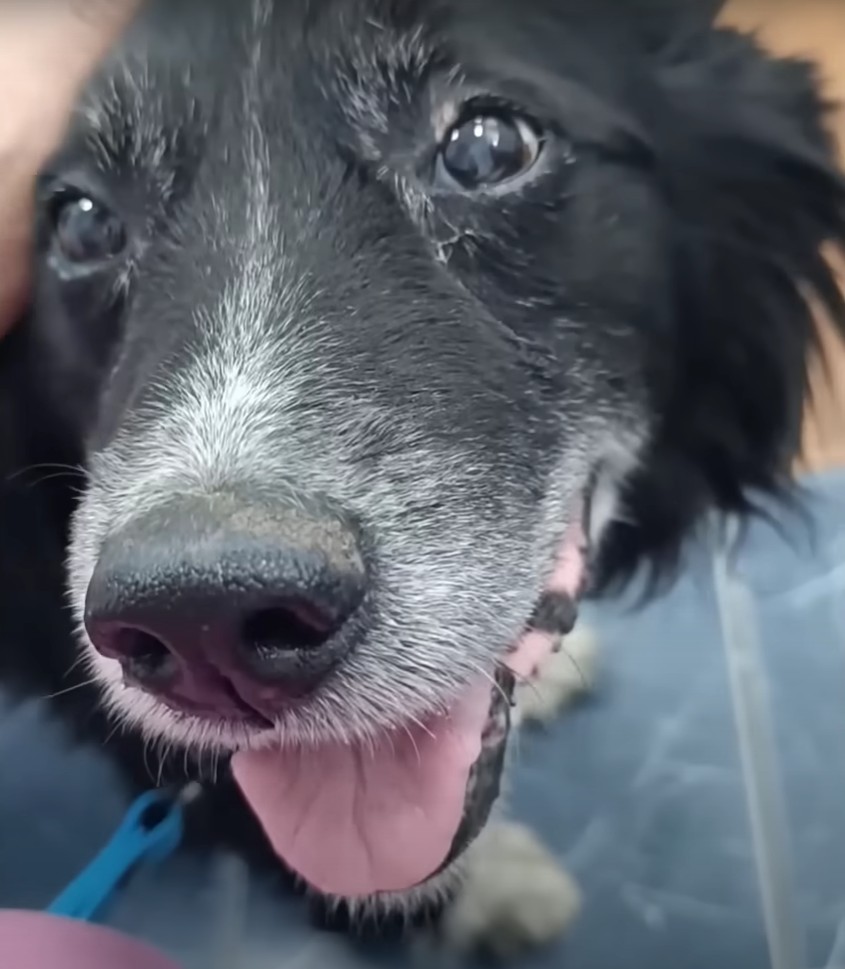 A Loyal Dog’s Quiet Stand in a Forgotten Garden