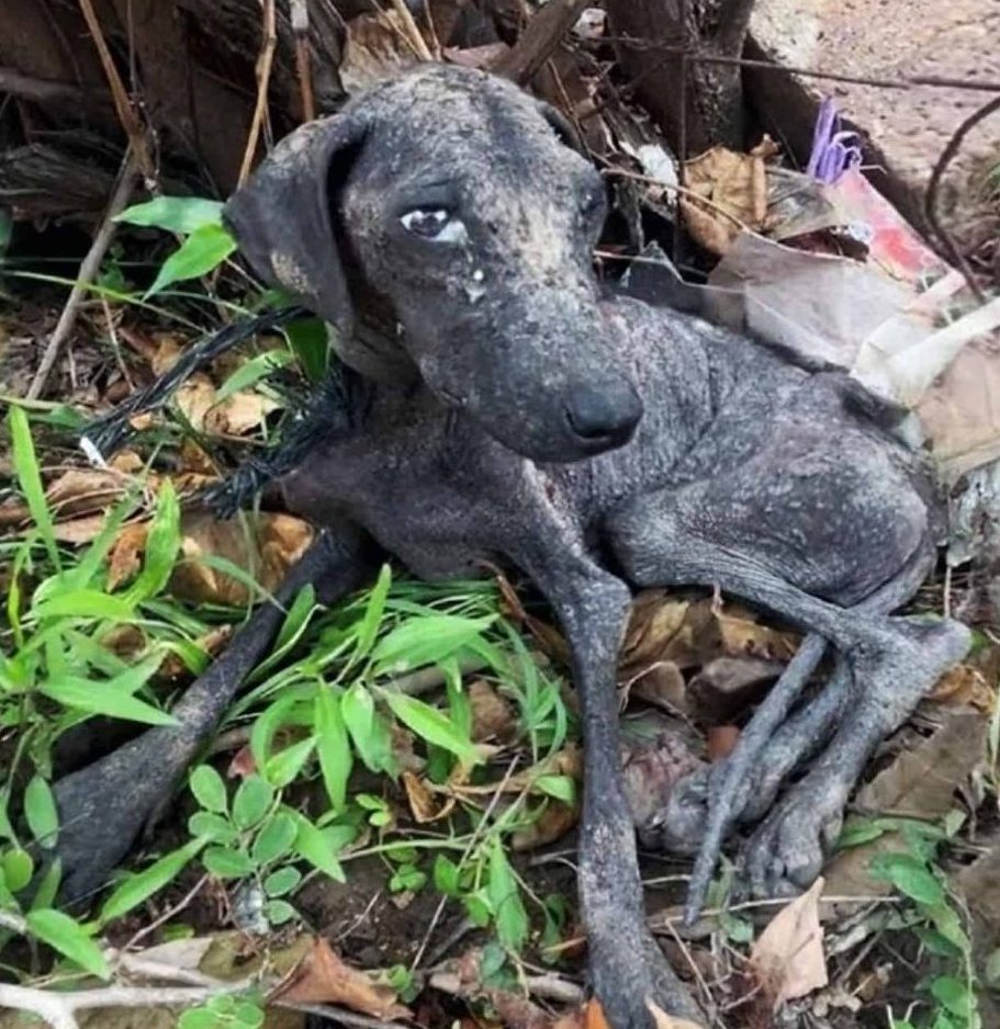 Rescued from Despair: How One Dog’s Life Was Transformed by Kindness