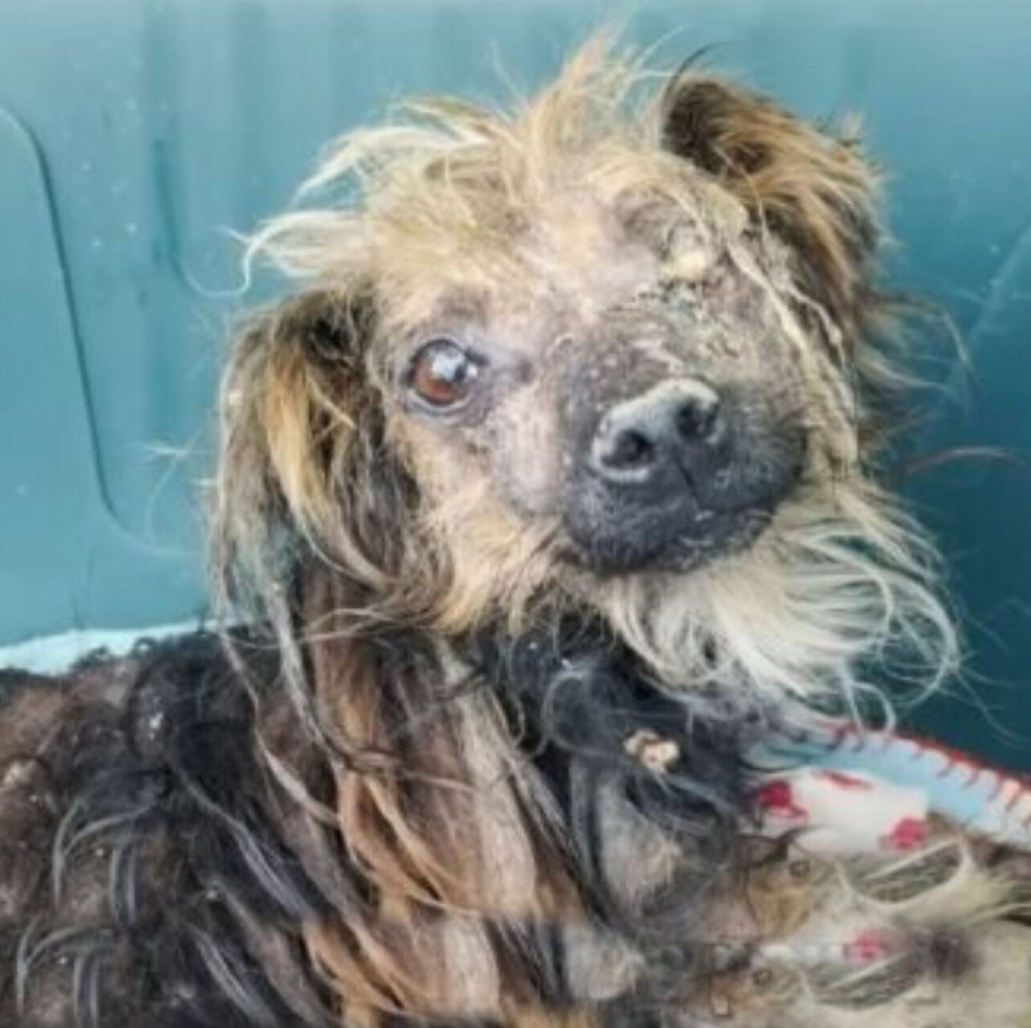 Rescued Puppy Hannibal Defies Odds on Road to Recovery with Emergency Care