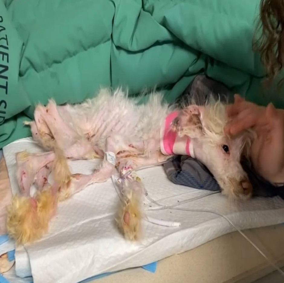 Emaciated Poodle With Acid Burns Found Unresponsive In Field Has Long Road To Recovery