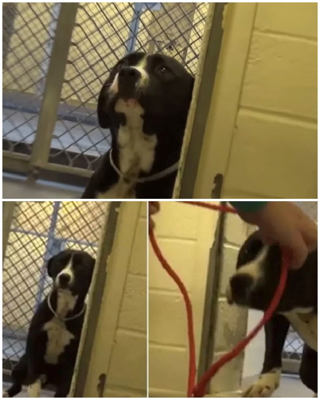 Death Row Dog Can’t Contain His Excitement When He Realizes He’s Finally Found a Loving Family