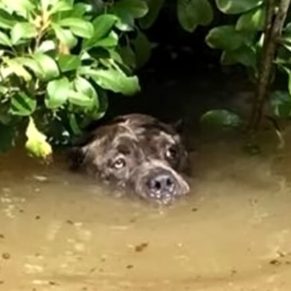 Heartwarming Rescues Unite Heroes and Lost Pets Amid Louisiana’s Historic Flood Devastation