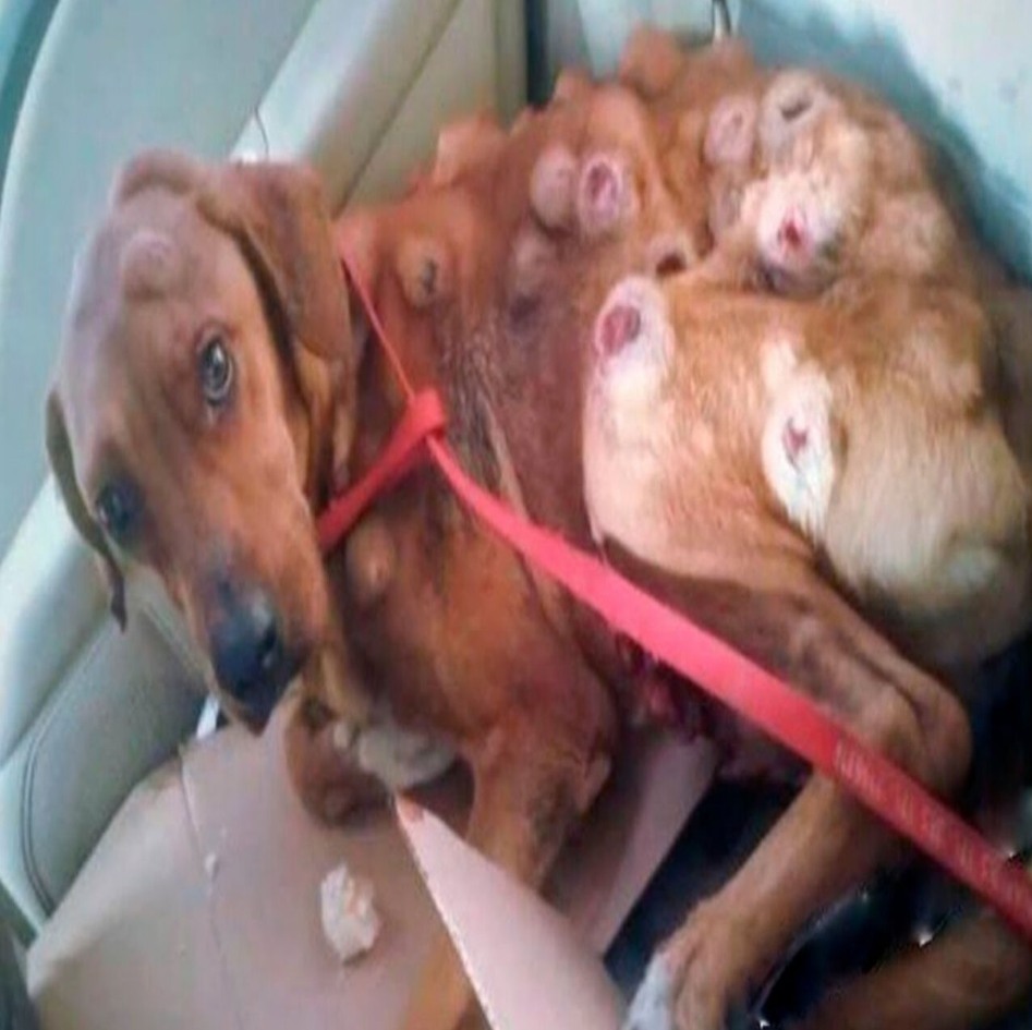 Abandoned Dog Finds Love and Healing After Heartbreaking Betrayal