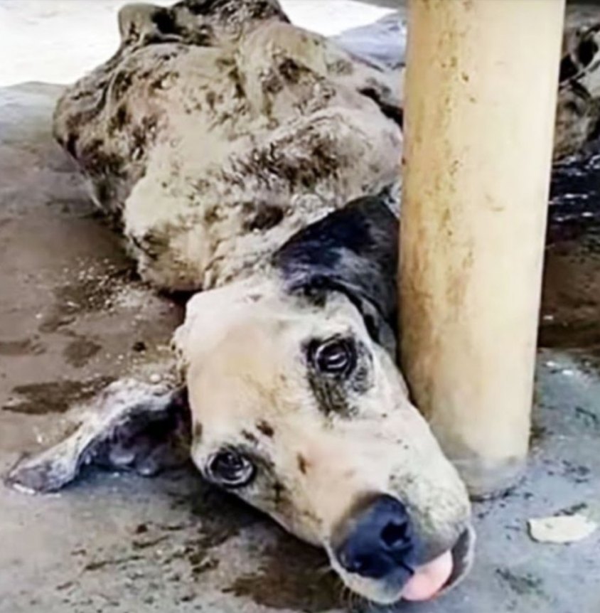 Abandoned at a Hotel to Avoid Paying the Bill, This Dalmation’s Rescue Stuns Everyone