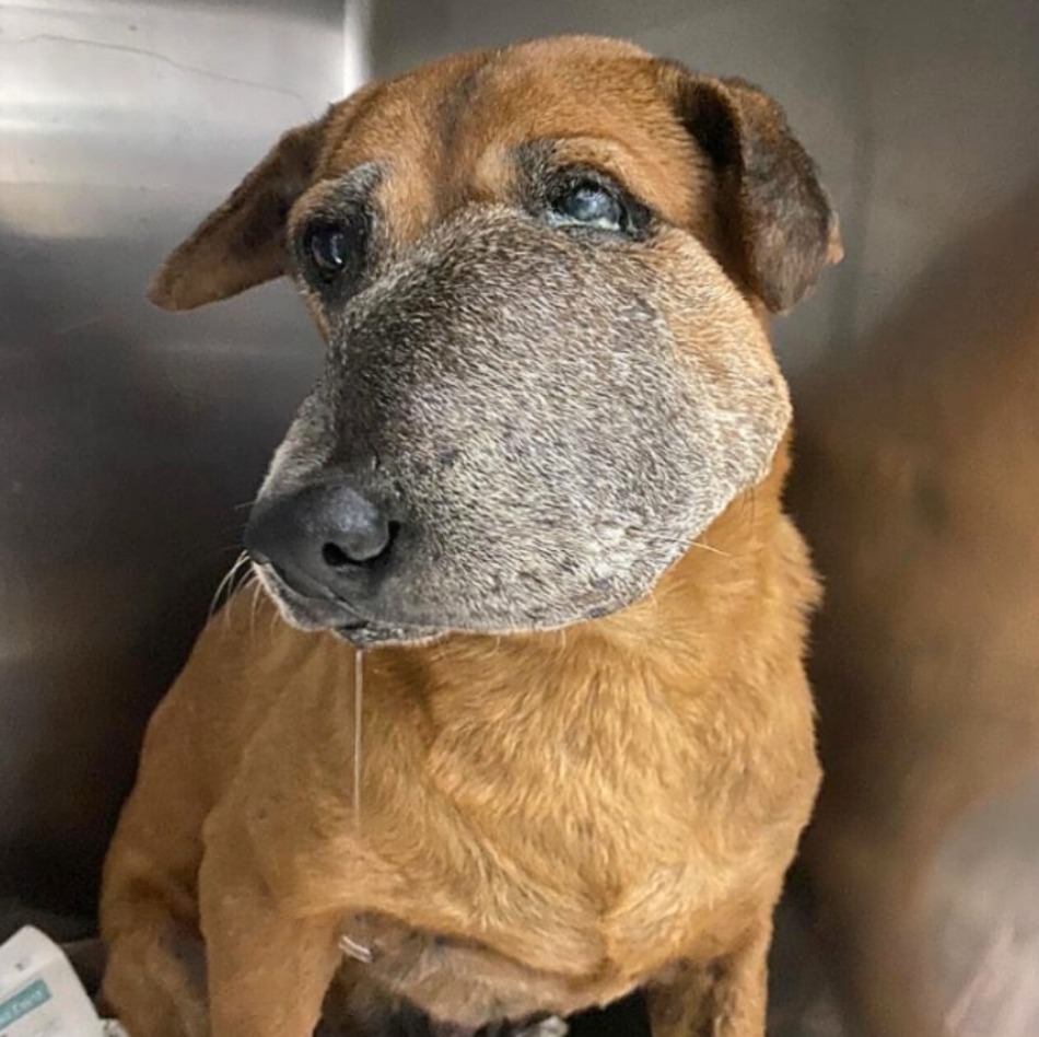 rallying-around-mandai-mama-neighbors-and-friends-unite-to-support-a-beloved-dogs-brave-battle-against-cancer