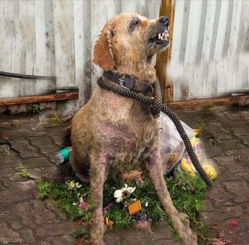 Angel’s Final Journey: A Rescued Dog’s Story of Love and Loss