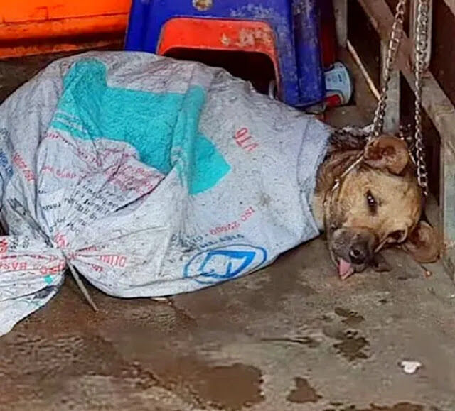 Covered in blood and mud, the dog desperately watched others in the slaughterhouse—until a miracle happened, leading to a touching story of survival.