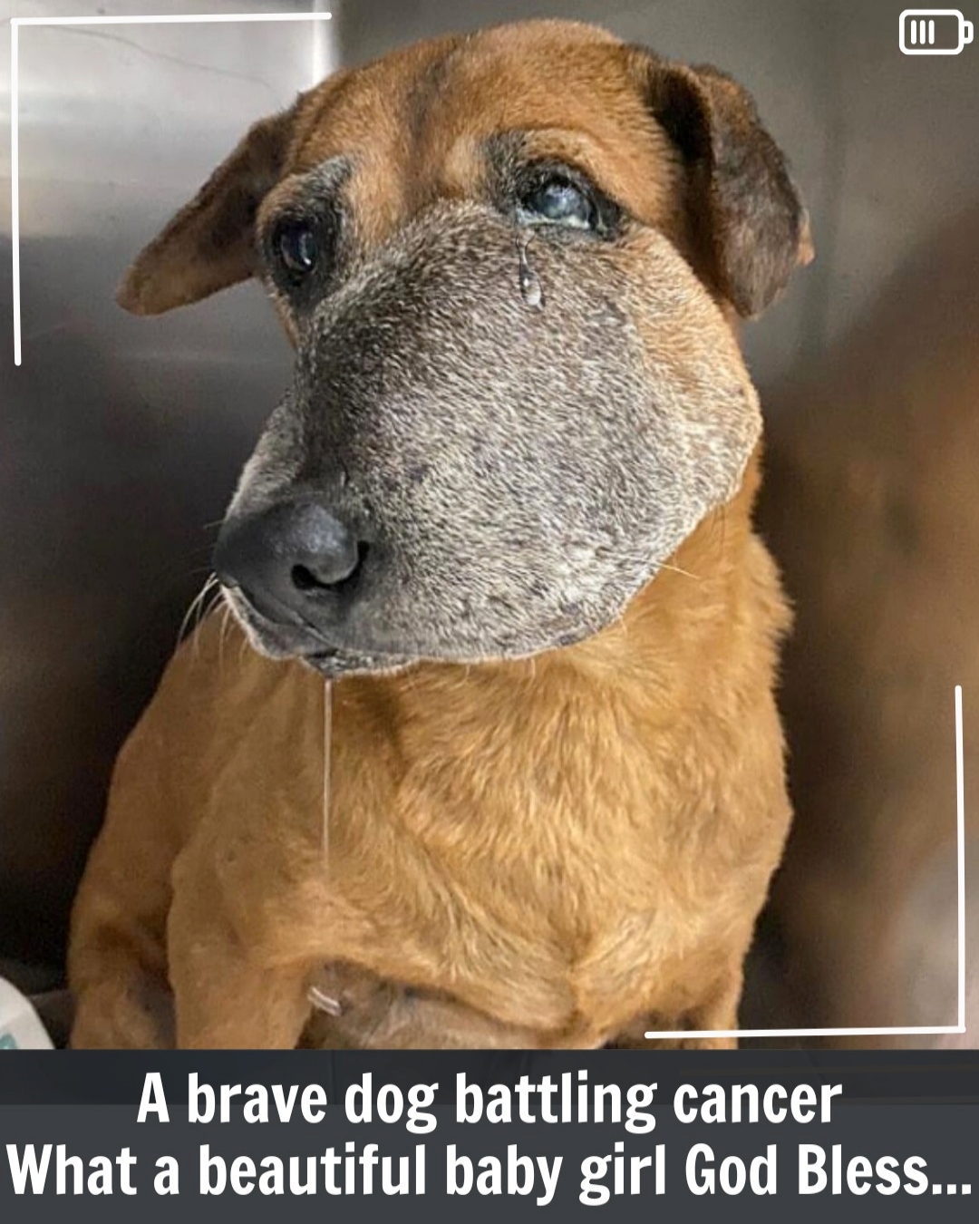 A Beloved Soul in Peril: Mandai Mama’s Community Rally