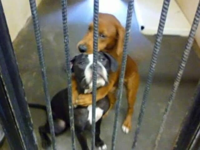 A Shelter Dog’s Hug Goes Viral, Saving His Best Friend from Euthanasia Just Hours Before It Was Too Late.