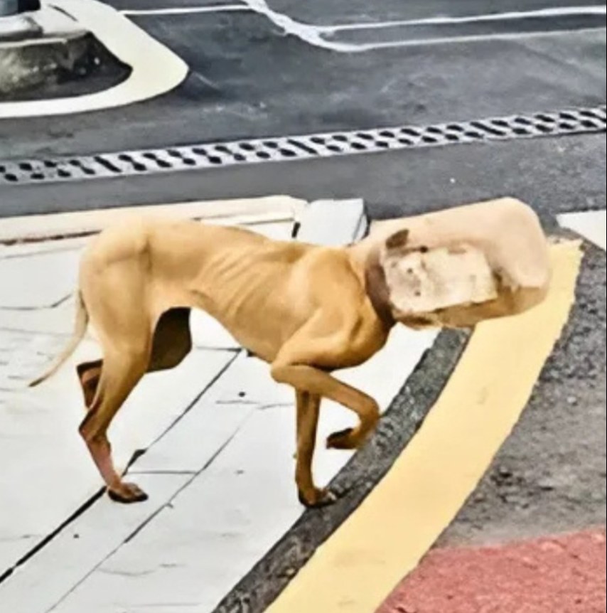 Stray Dog Trapped in Plastic Jar Refuses Help, Near Death from Starvation