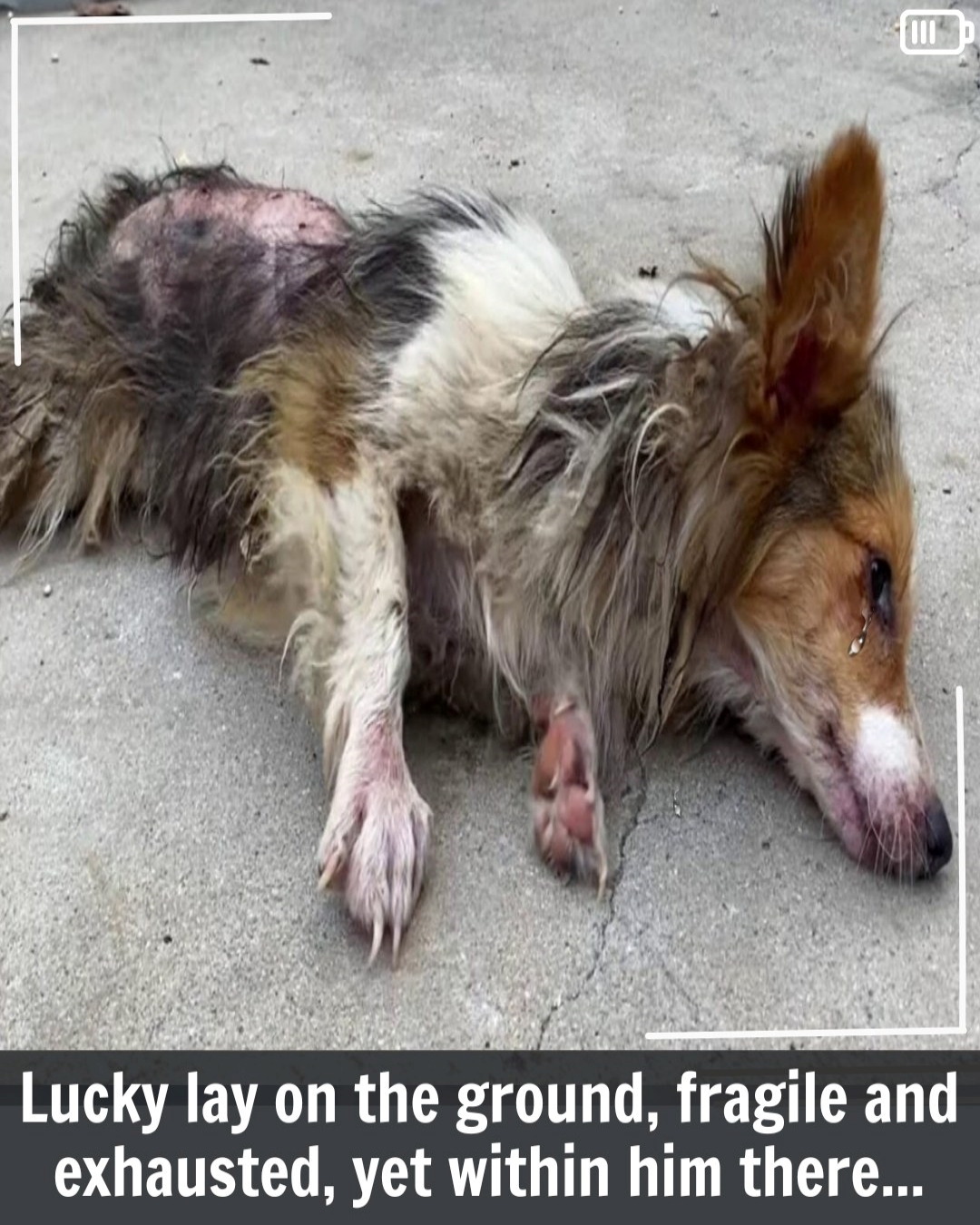 From Abuse to Hope: Little Lucky’s Inspiring Story