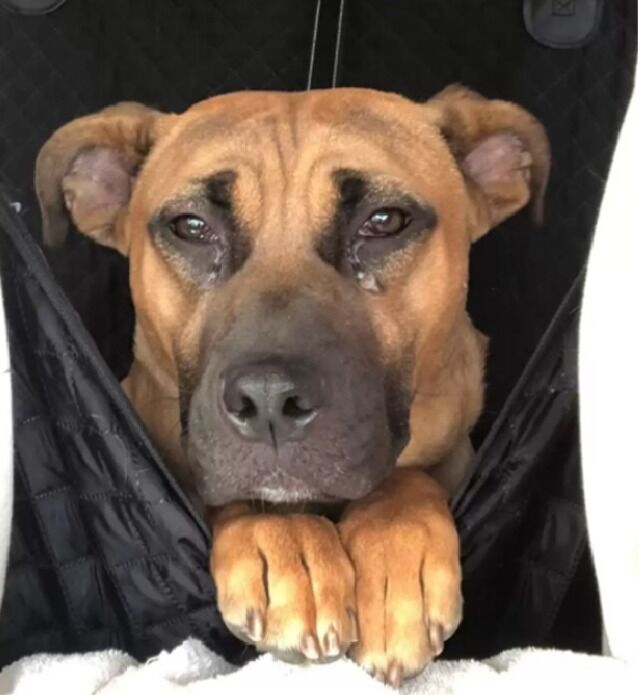 A Faithful Dog Waits for Weeks in an Abandoned House After Being Left Behind by His Family.