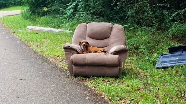Abandoned pup waits for owner with chair and TV