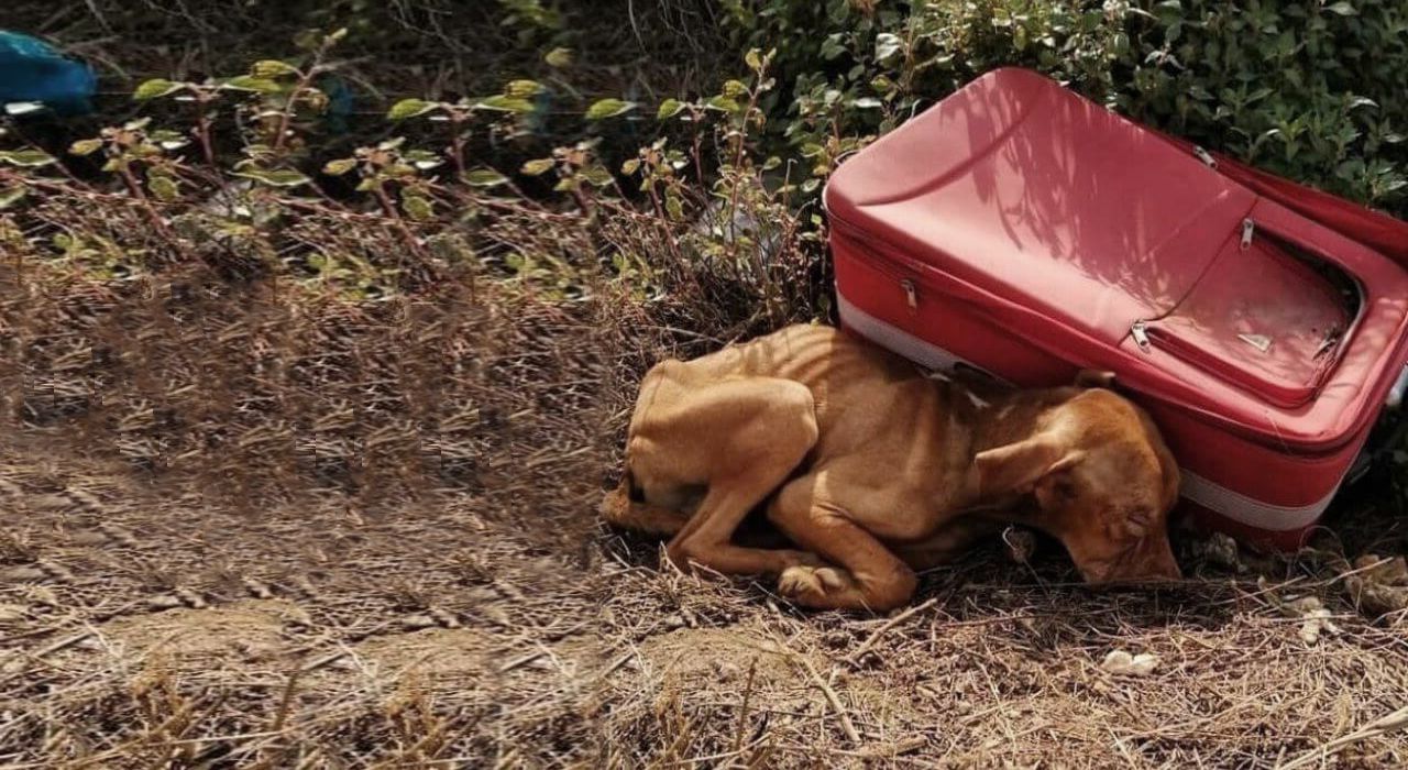 Miracle Pup Survives Being Stuffed in Suitcase and Rescued by Kind Man