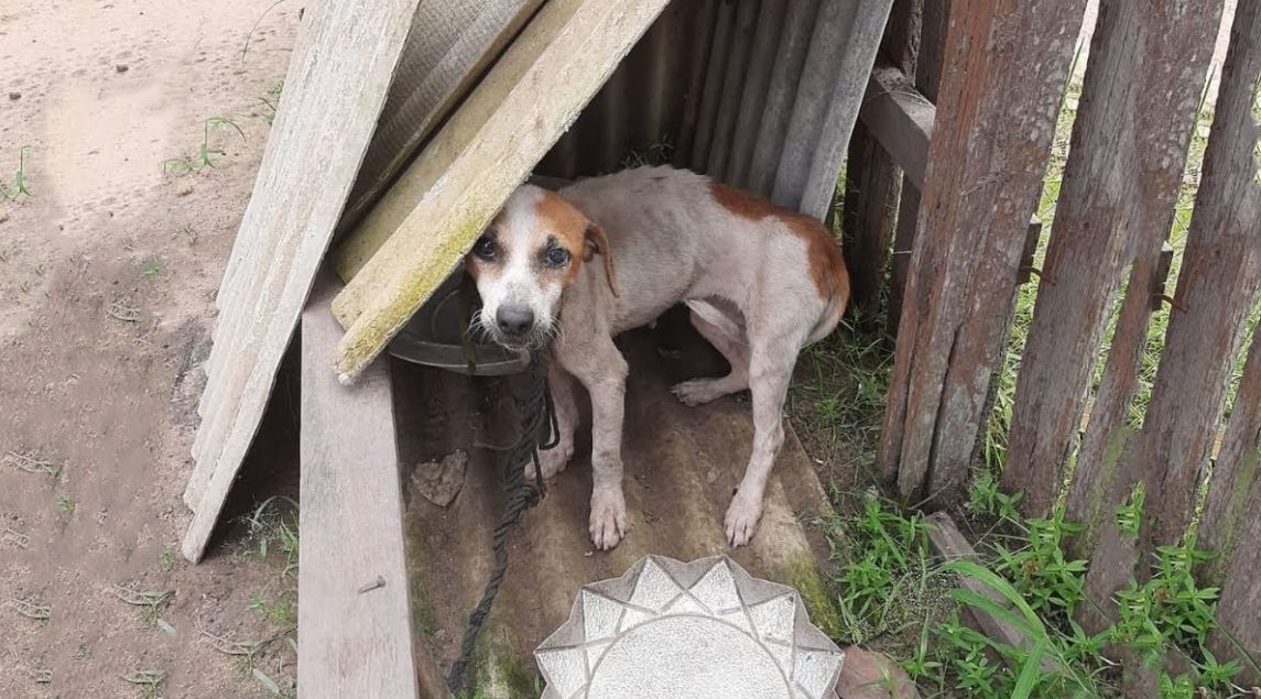 Kind Stranger Opens Their Heart (and Home) to Neglected Dog