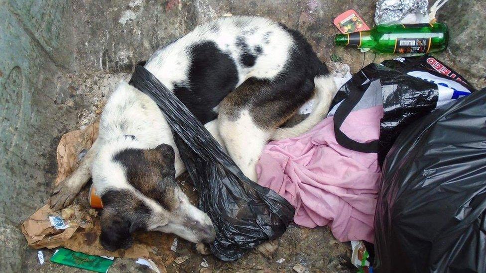Forgotten in a cold garbage pit, the lonely dog with sad eyes still holds out hope of being rescued.