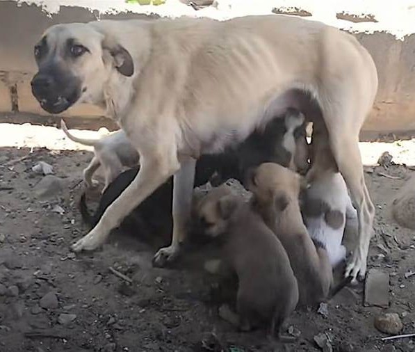 A fearful mother dog refuses to rest until she is sure her puppies are okay.