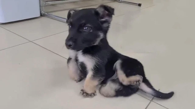 Puppy Who Spent Days In The Dark Is SO Happy To Have A Family